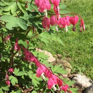 Meet your Posher, Suzanne